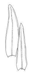 Orthotrichum assimile, leaves.
 Image: R.C. Wagstaff © All rights reserved. Redrawn with permission from Lewinsky (1984). 